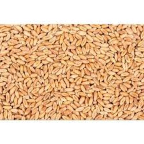 Organic Wheat - Hard, 100% Pure, Golden Color | Organic, No Preservatives, FSSAI Certified, Good For Health