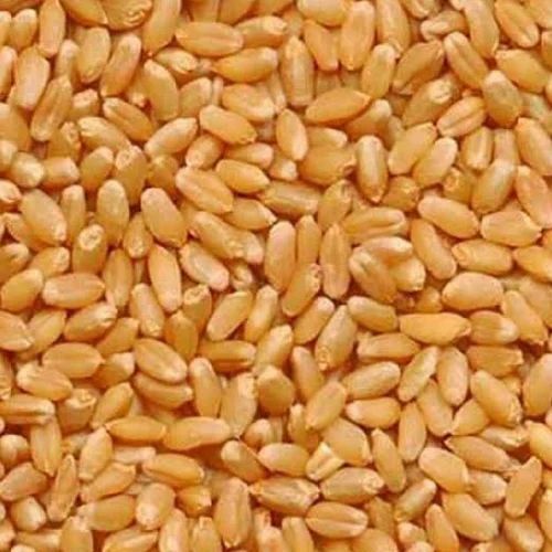 Premium Mp Wheat Grain