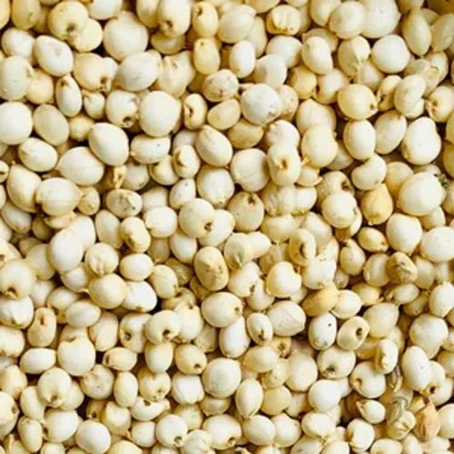 White Sorghum Seeds