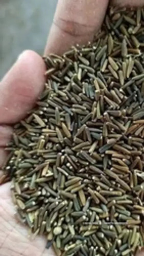 Cumin Seed - 100% Organic, Green Color, A Grade , Health Friendly & Preservative Free Spices Seeds for Natural Culinary Use