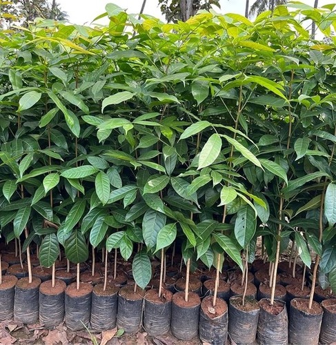 African Mahogany Plant By Bhu Tatva Agro