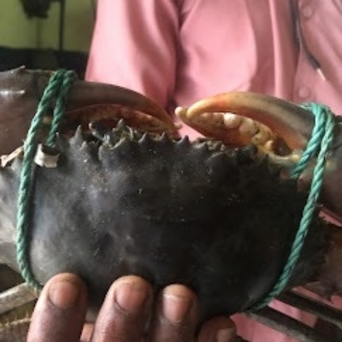 Crab