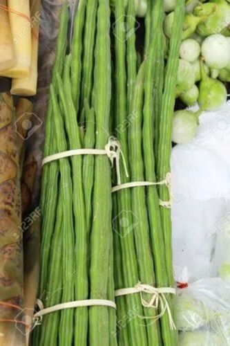 Green Drumstick
