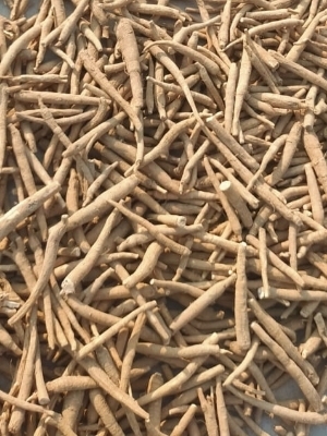 Ashwagandha Roots - Age Group: Suitable For All