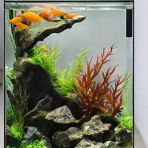 Aquarium Plant - Vibrant Green Natural Decor, Fish Friendly, Algae Control, Easy Maintenance