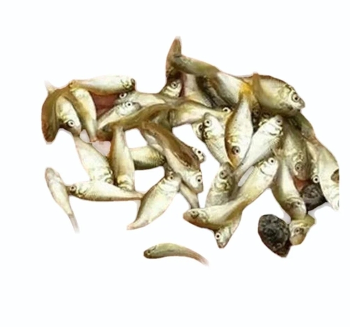 Catla Fish Seed
