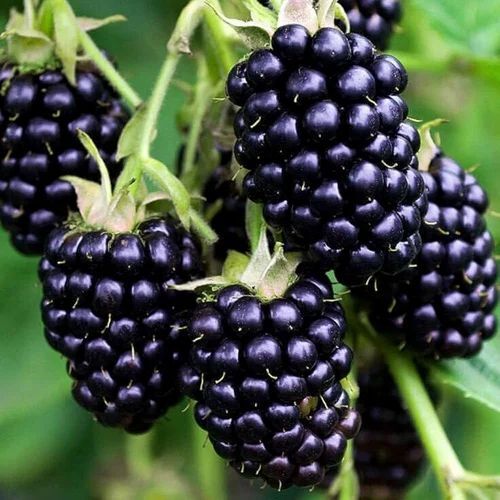 Frozen Imported Blackberries