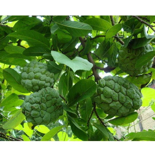 Custard Apple Plant - Color: Green