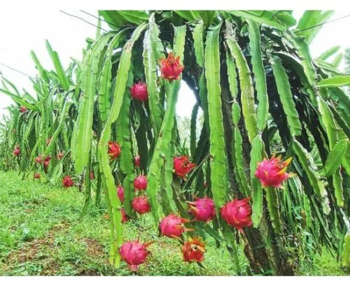 Dragon Fruit Plant - Color: Pink