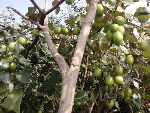 Green Apple Plants - Shelf Life: 5 Years