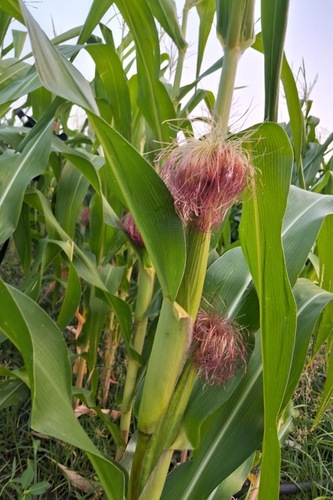 Unpeeled Baby Corn - Cultivation Type: Common