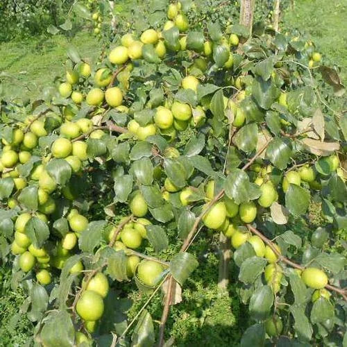 Apple Ber Plant - Color: Green