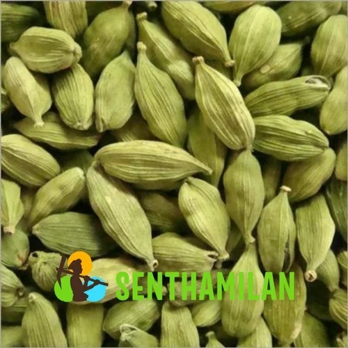 Green Cardamom 8mm Bold