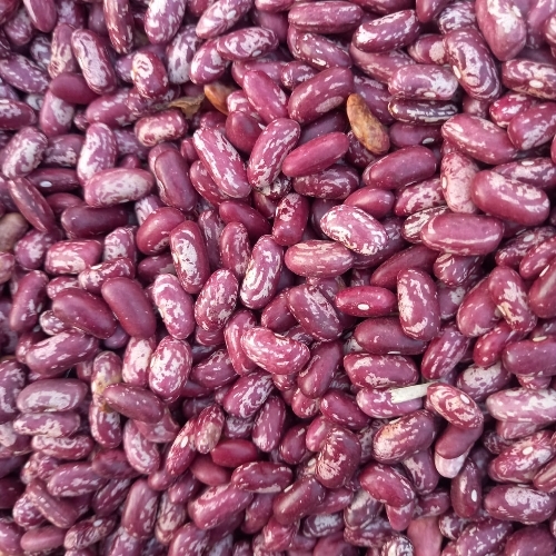 Kidney Beans 