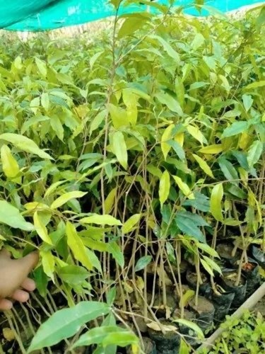 Agarwood Tree Plante