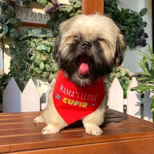 Dog Mamas Little Cupid Neckerchief
