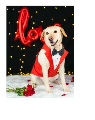 Dog Red Tuxedo Suits
