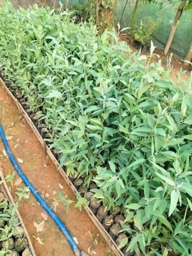 Eucalyptus Trees Plants