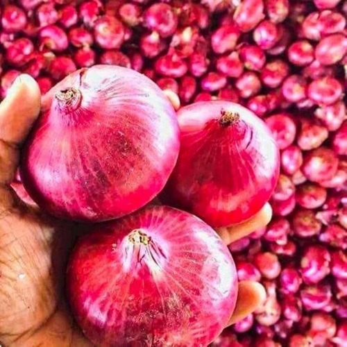 Fresh Red Onion