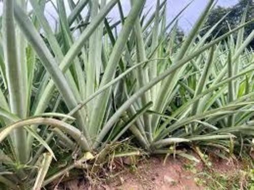 Pineapple Suckers Plant