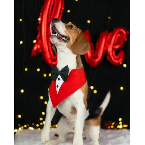 Red Dog Tuxedo Bandana