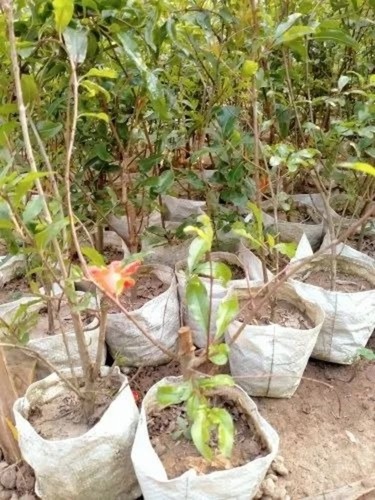 Ruby Pomegranate Plant - Alkaline Soil, 25 Feet, Green, Organic | Fruit Bearing, Well Watered