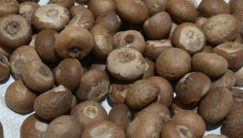 Dried Whole Areca Nut