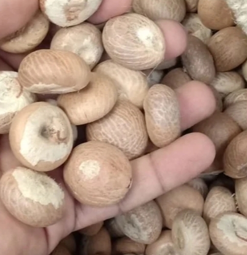 सूखे पूरे वच्छर सुुपारी