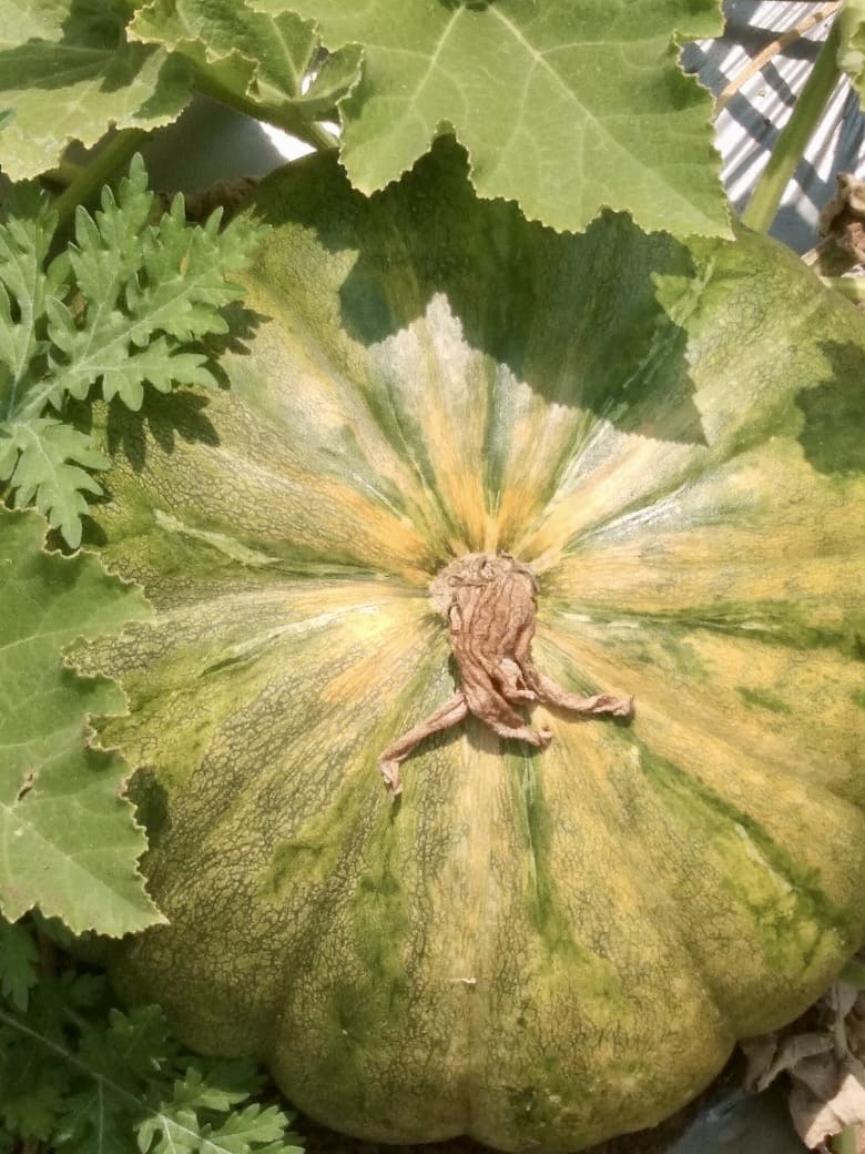 Pumpkin 