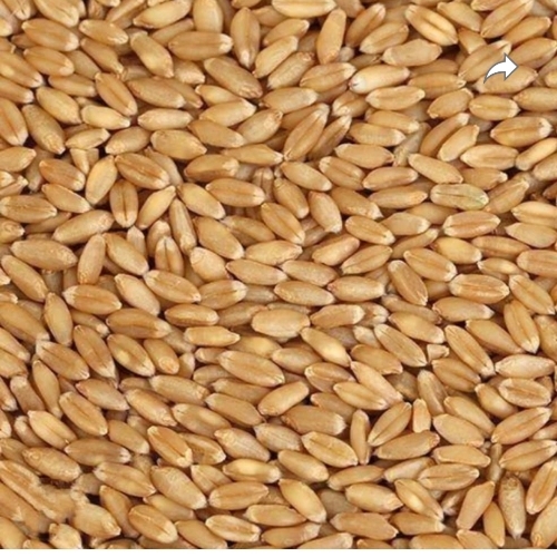Wheat Grain