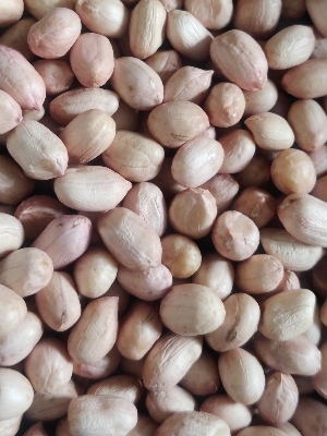 Groundnut Seeds - Admixture (%): Nil