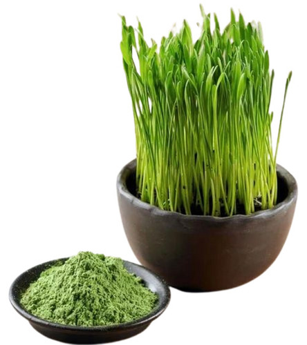 Organic Wheatgrass Powder