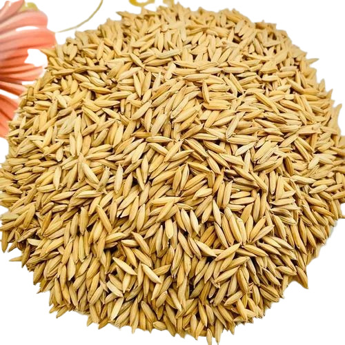 Sambha Organic Paddy Rice