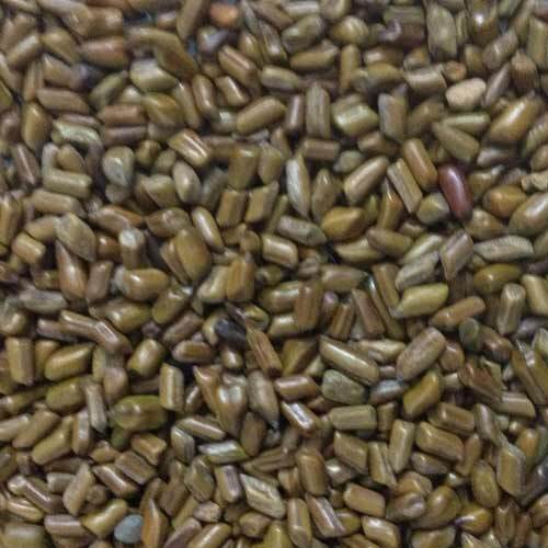 Cassia Laevigata Seeds - Color: Green