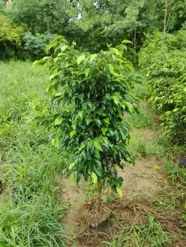 Ficus Plant - Color: Green