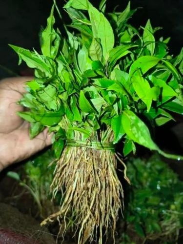Agorwood Neked Plant