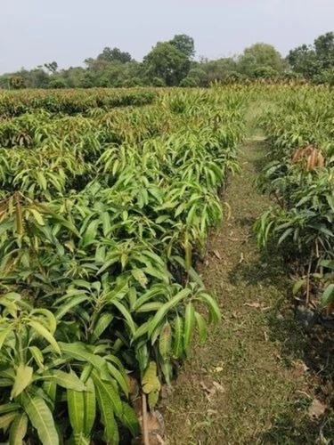 Kesar Mango Plant