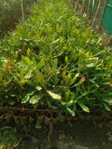 Macadamia Nuts Plant