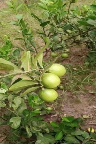 Mosambi Fruit Plant - Green, 2 Feet Height, Well Watered | Citrus Limetta Variety