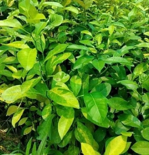 Seedless Sweet Lemon Plant