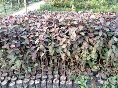 Taiwan Pink Guava Plants