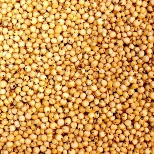 Yellow Sorghum Seeds