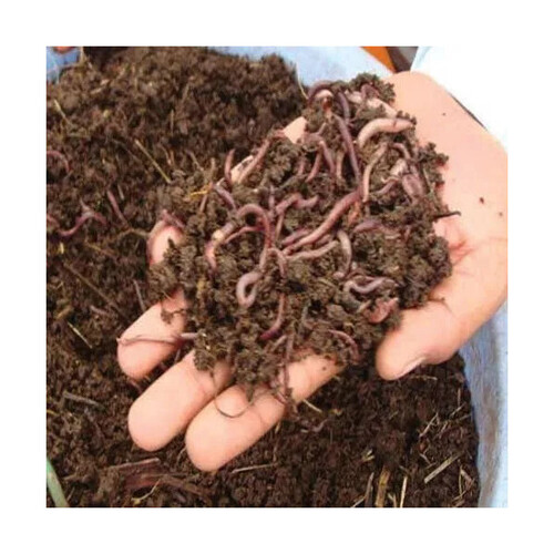 Organic Earthworm Vermicompost