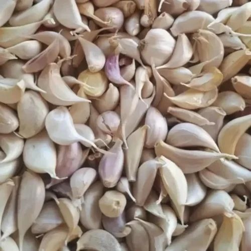 Organic Garlic