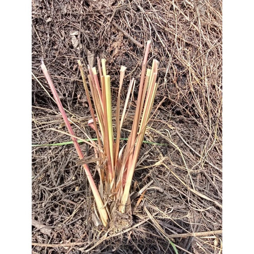 Dried Vetiver Root
