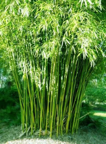 Fresh Bamboo Tree