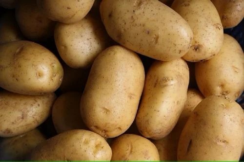 A Grade Fresh Potato