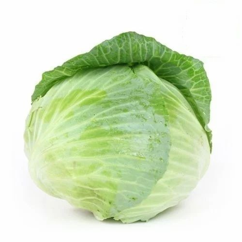 Fresh Cabbage