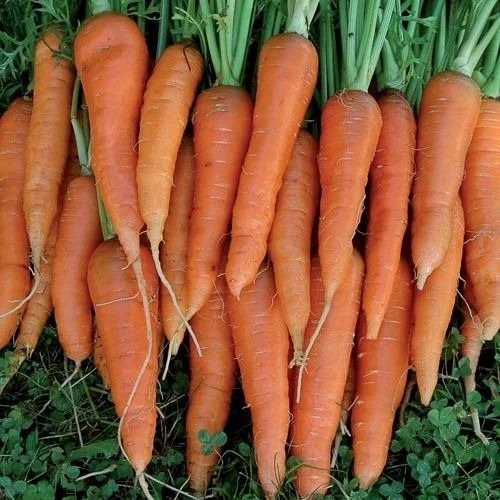 Fresh Carrot