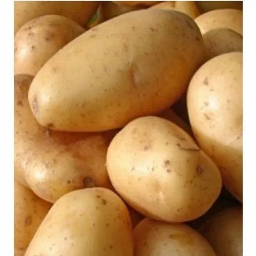 Fresh Potatoes - 20 Kg Gunny Bag A Grade | Raw Common Shape Cooked Style